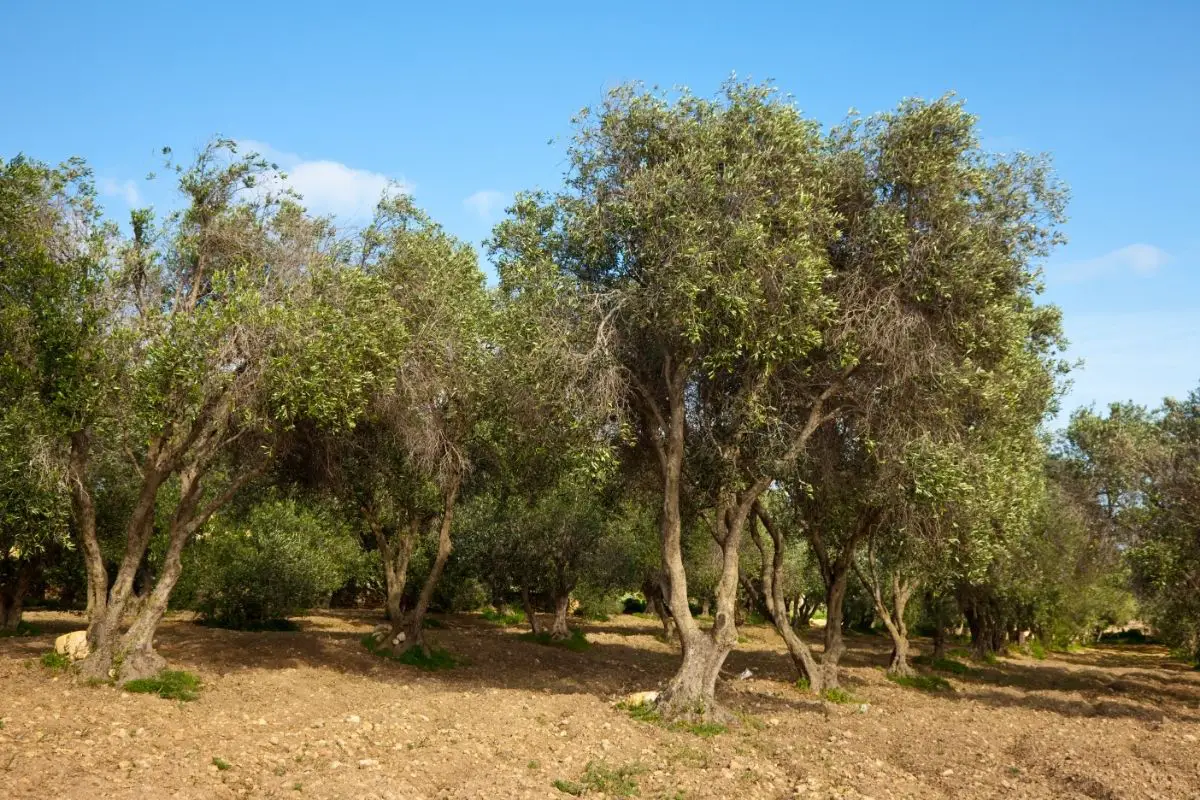 Olive Plants That Start With O