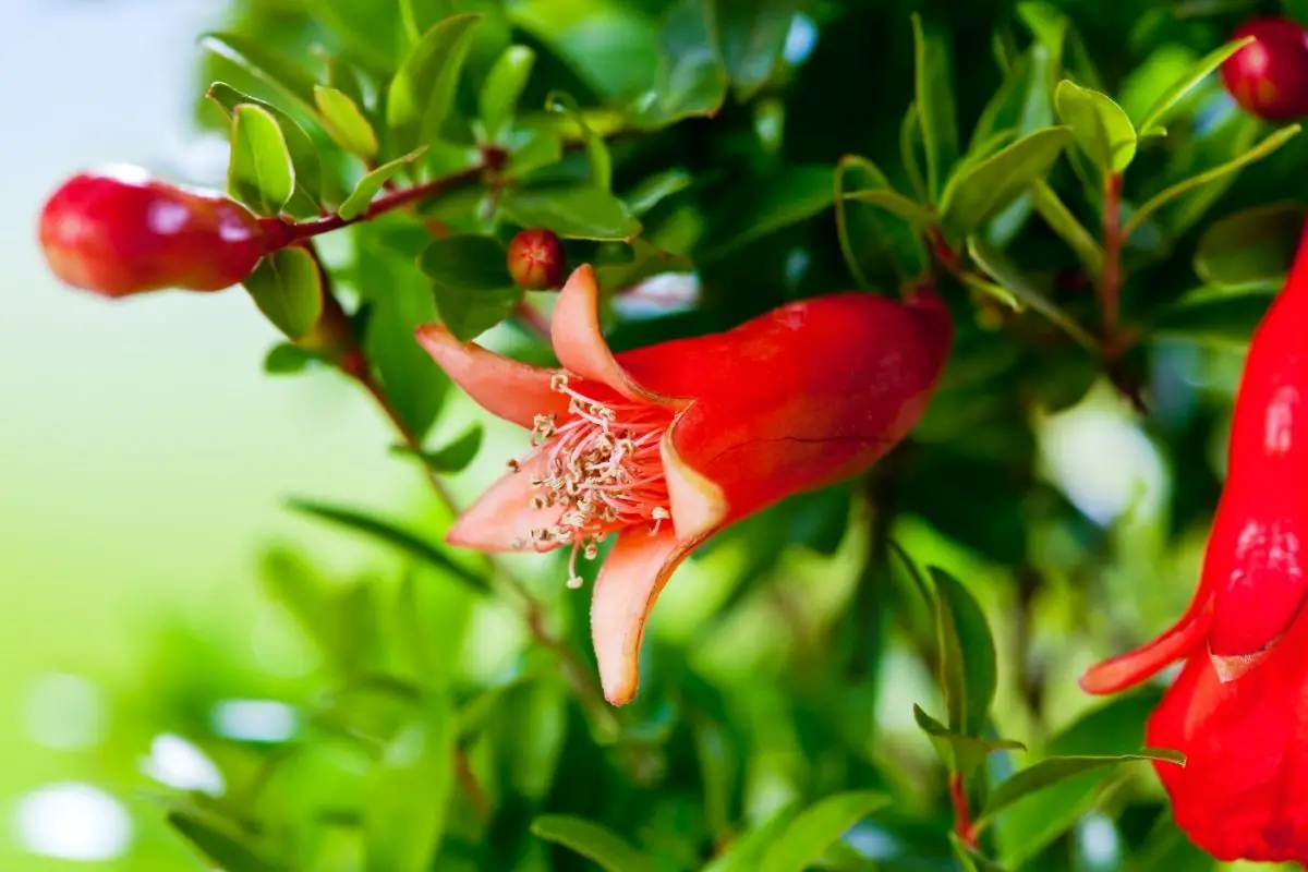 Ornamental Pomegranate Plants That Start With O
