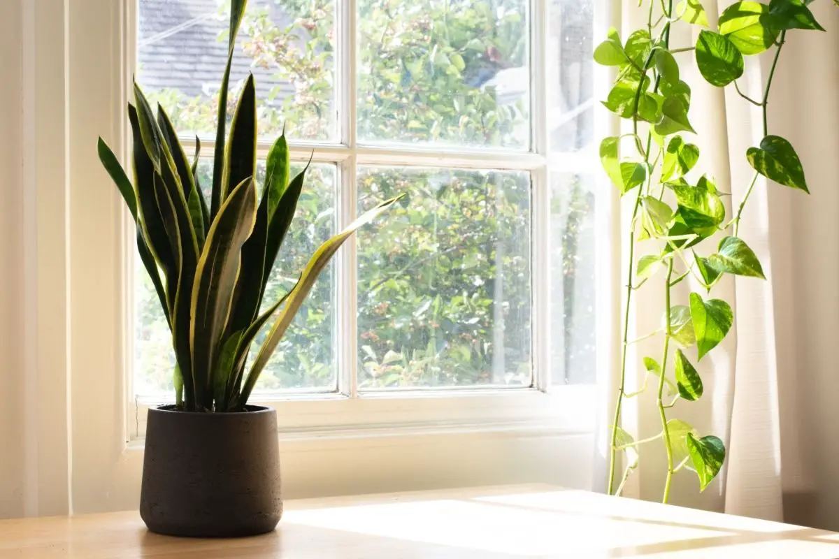 14 Best Plants for South Window - VIPs of the Blazing Sun