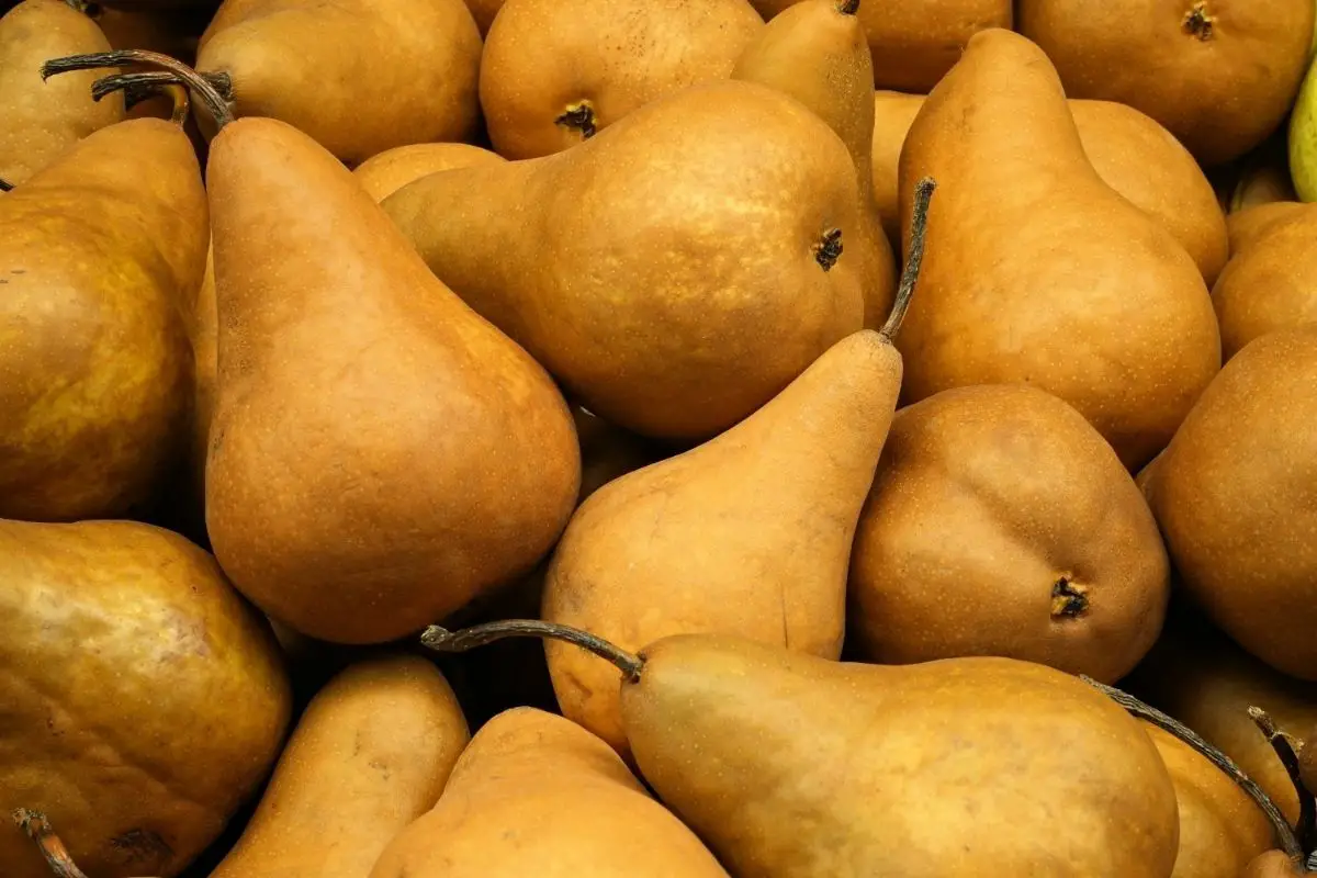 Bosc Pears Brown Fruits