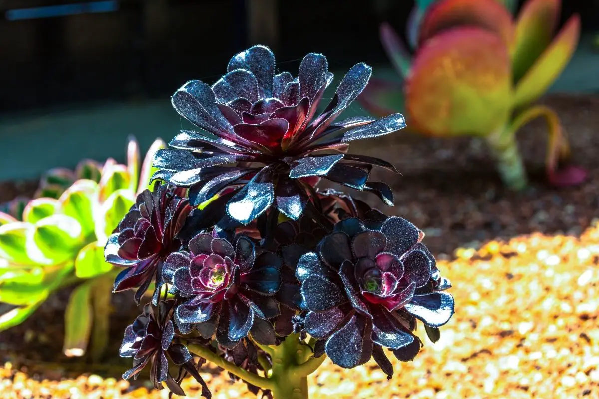 15 Delightful Dark Purple Plants (With Pictures)