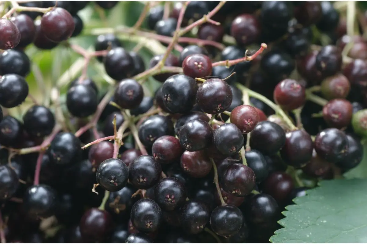16 Different Black Fruits (Including Photos) (3)