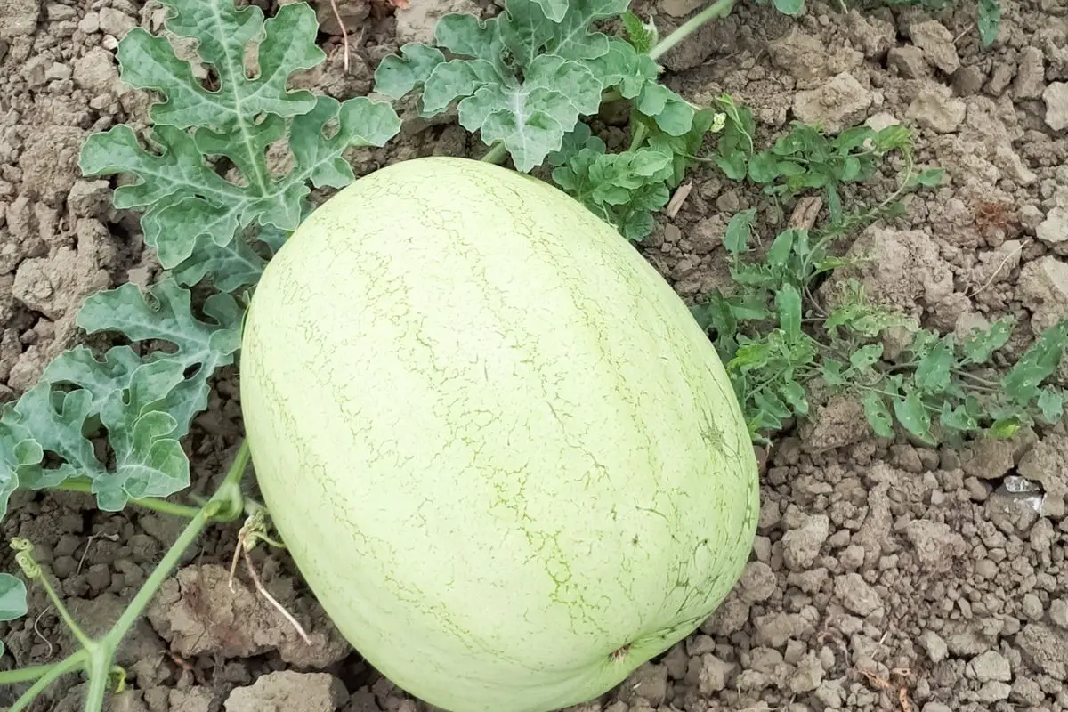 White Wonder Watermelon