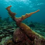16 Types Of Coral Plants (Including Photos)