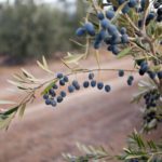 16 Types Of Olive Plants (Including Photos)