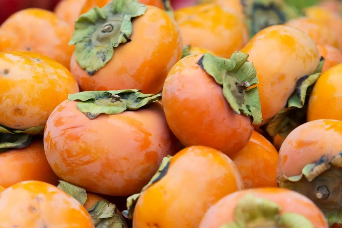 17 Different Types Of Persimmon Fruits (Including Photos) (1)