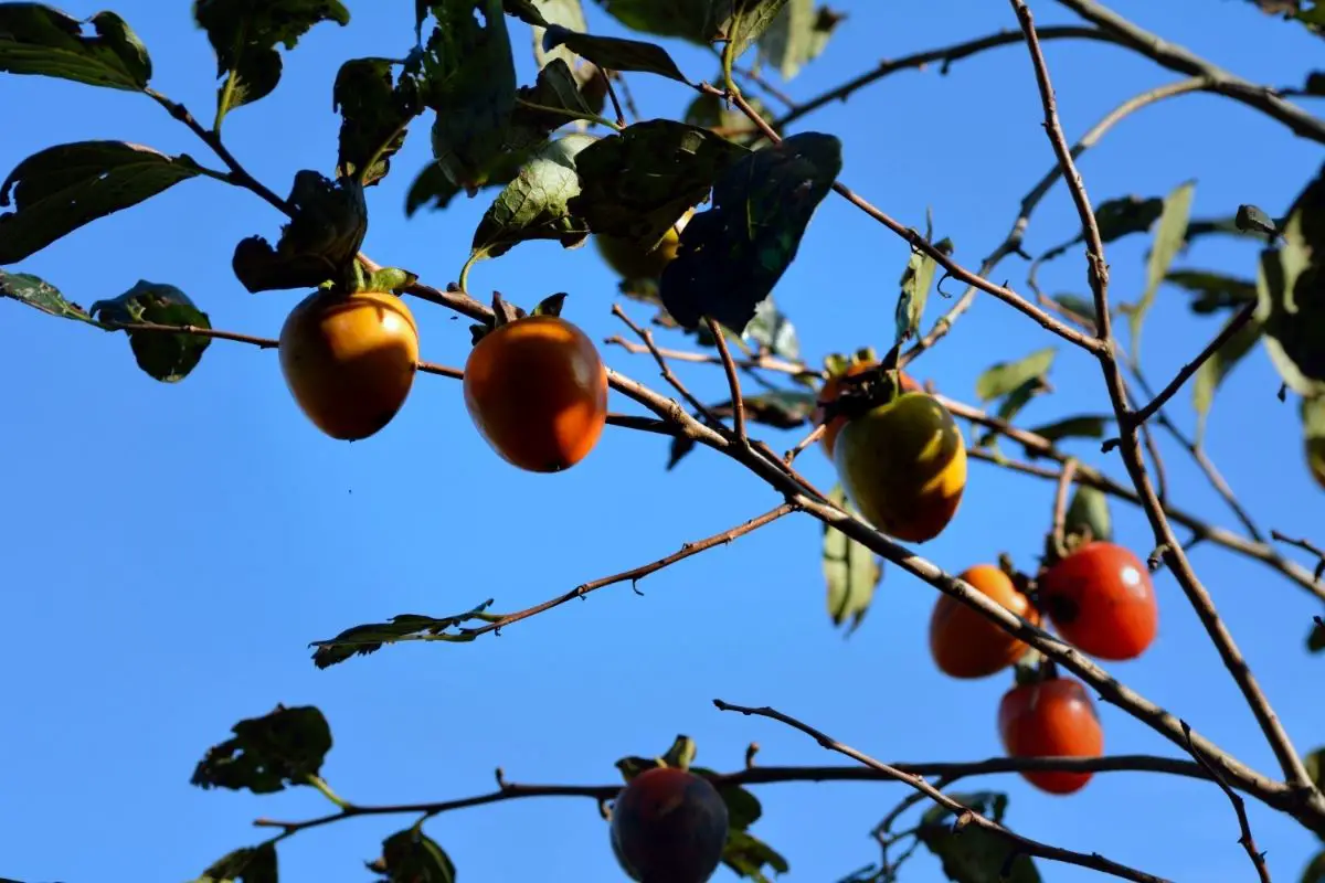 17 Different Types Of Persimmon Fruits (Including Photos) (3)