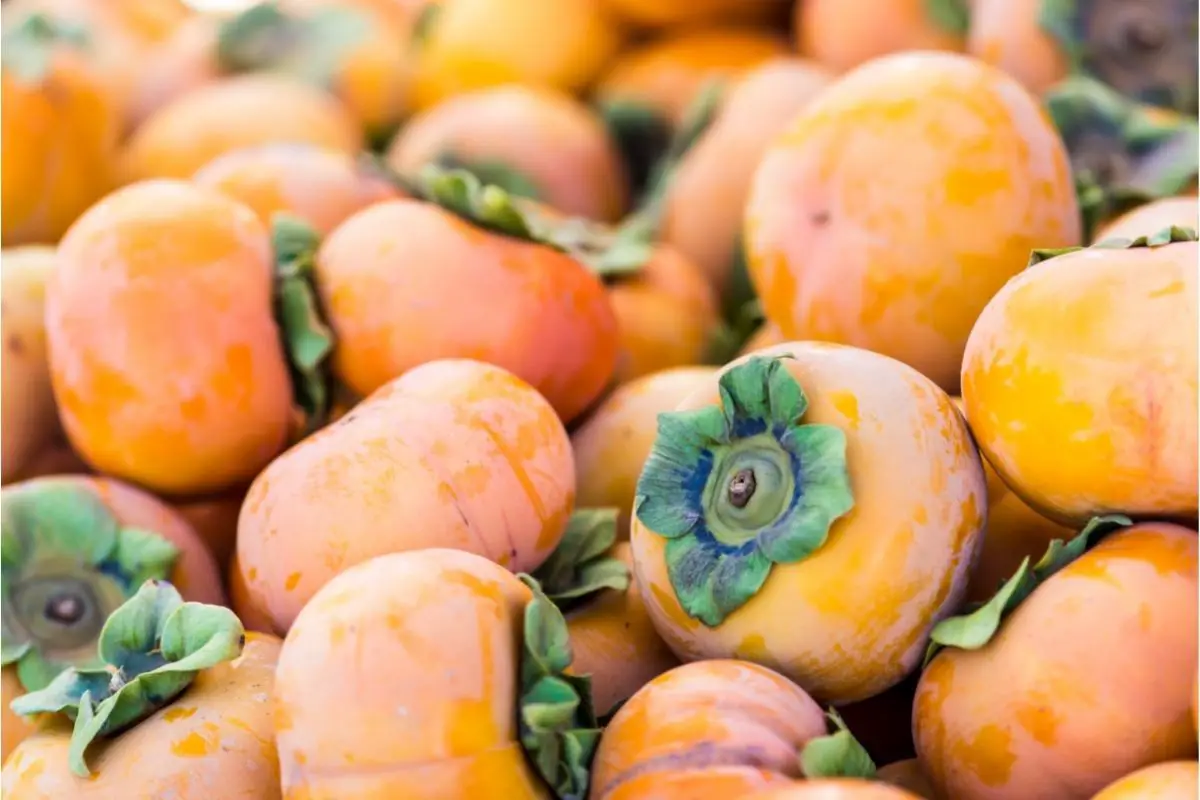 17 Different Types Of Persimmon Fruits (Including Photos) (5)