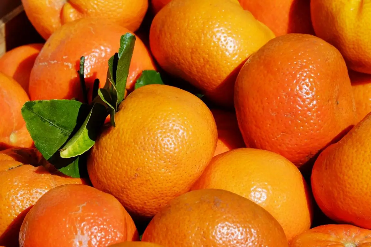 17 Types Of Orange Fruits (Including Photos) (1)