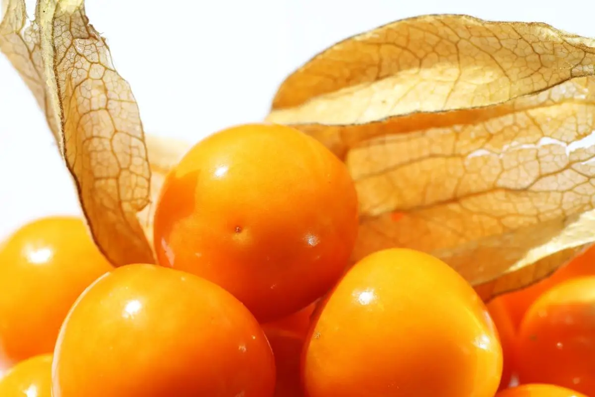 17 Types Of Orange Fruits (Including Photos) (12)