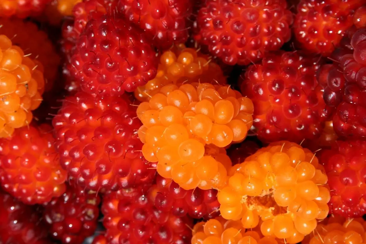 Salmonberry Fruit