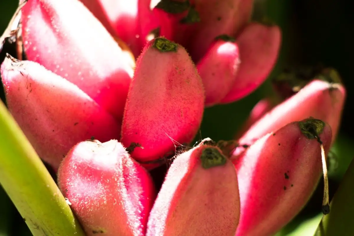 18 Different Pink Fruits (Including Photos)