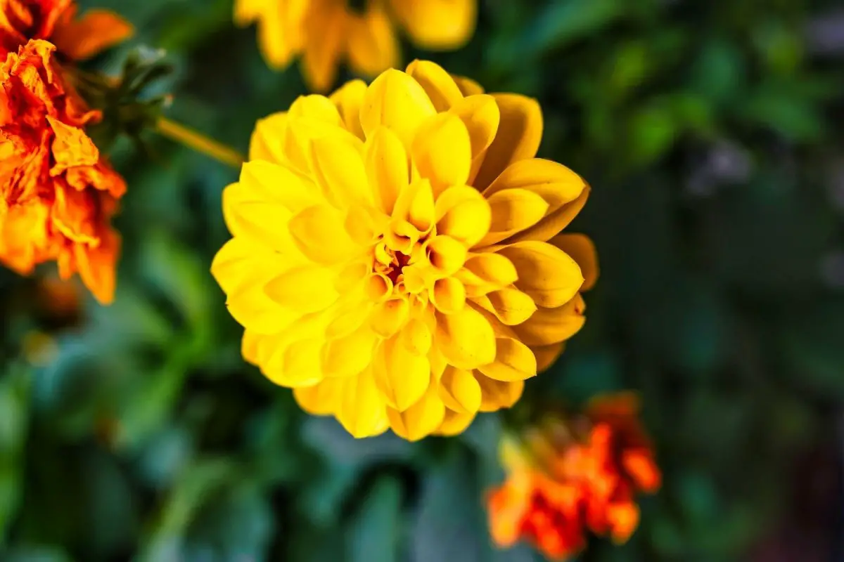 21 Beautiful Types Of Yellow Plants (Including Photos)
