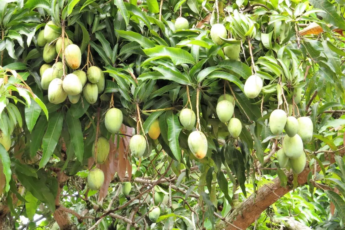 22 Tasty Types Of Mango Plants (Including Photos)
