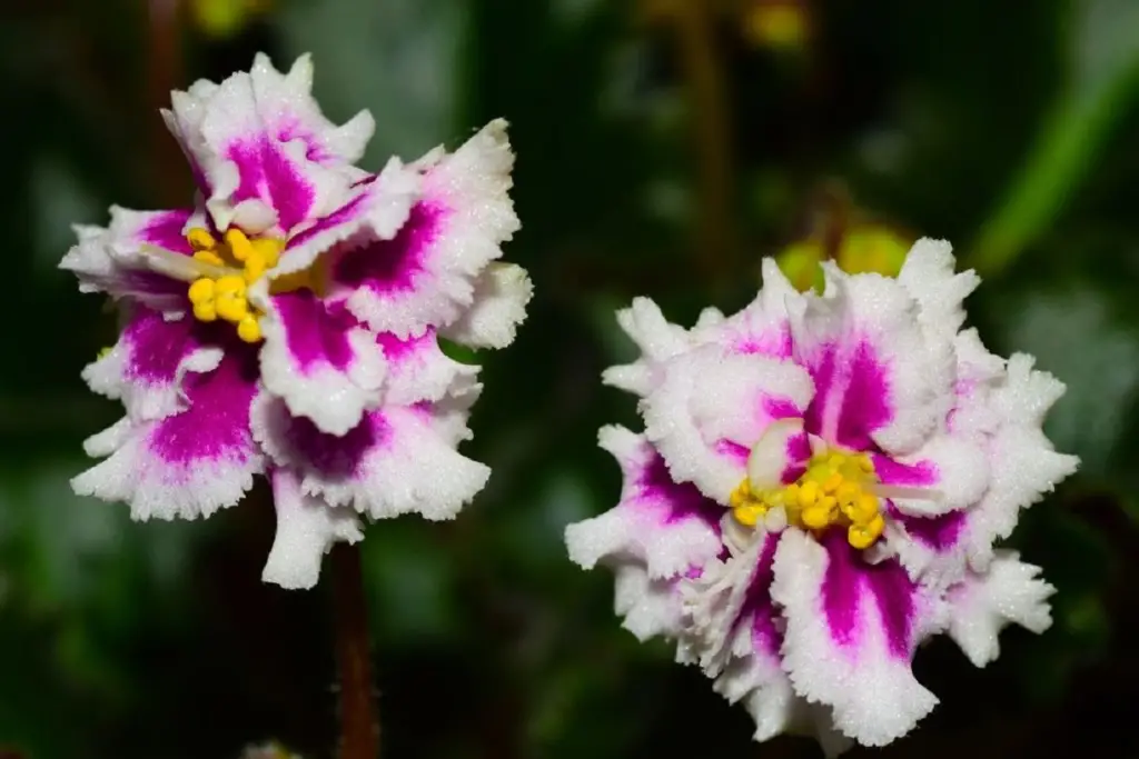 27 Amazing African Violet Plants (With Pictures)