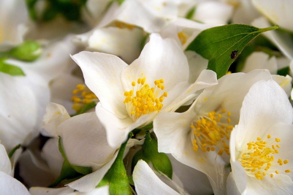 27 Fascinating Types Of Jasmine Plants (Including Photos)