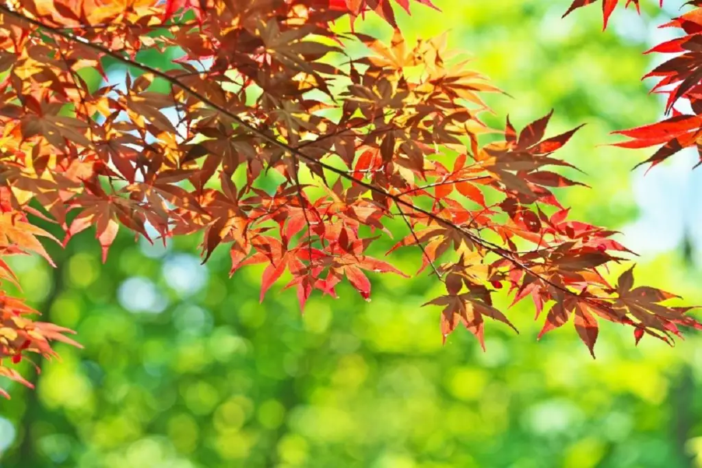 Acer Palmatum ‘Bloodgood’ (Japanese Maple) 