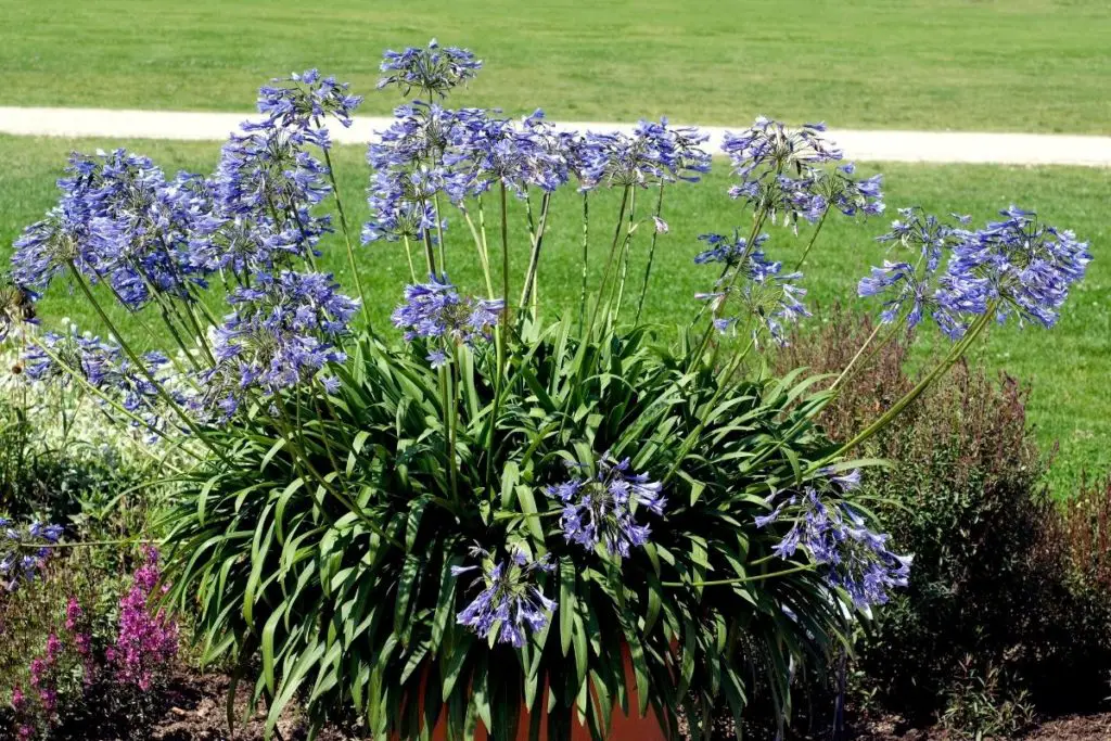 African Lily (Agapanthus Africanus) 