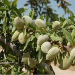 23 Amazing Almond Trees (Including Pictures)