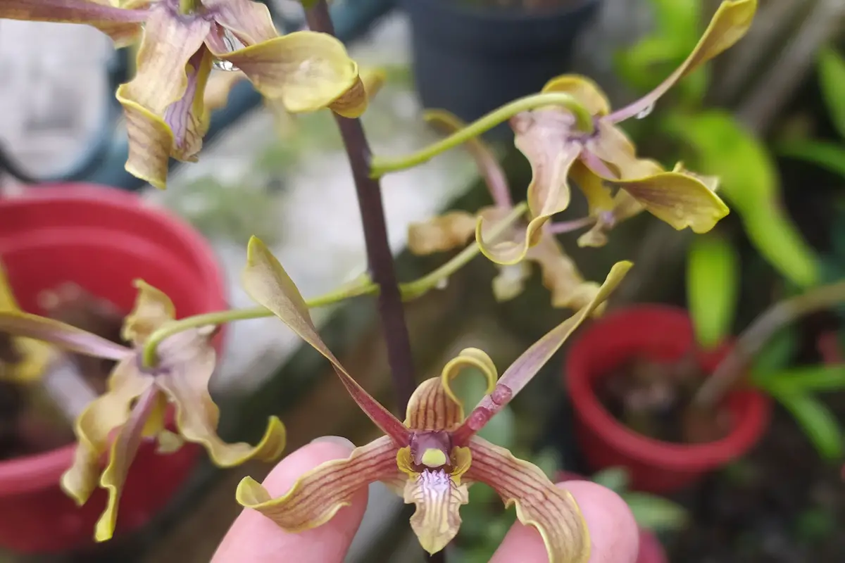 Antler Orchid (Dendrobium Discolor)