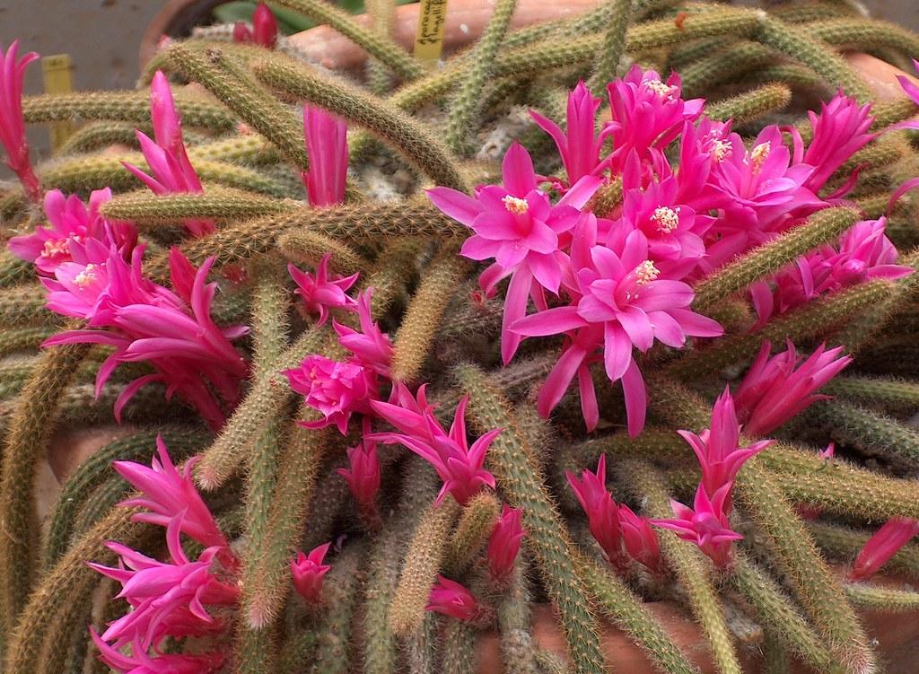 Aporocactus flagelliformis pink cactus
