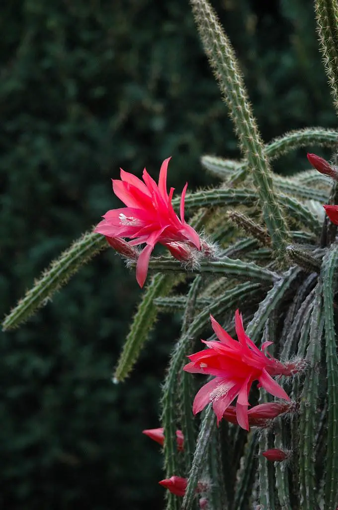 Aporocactus mallisonii pink cactus