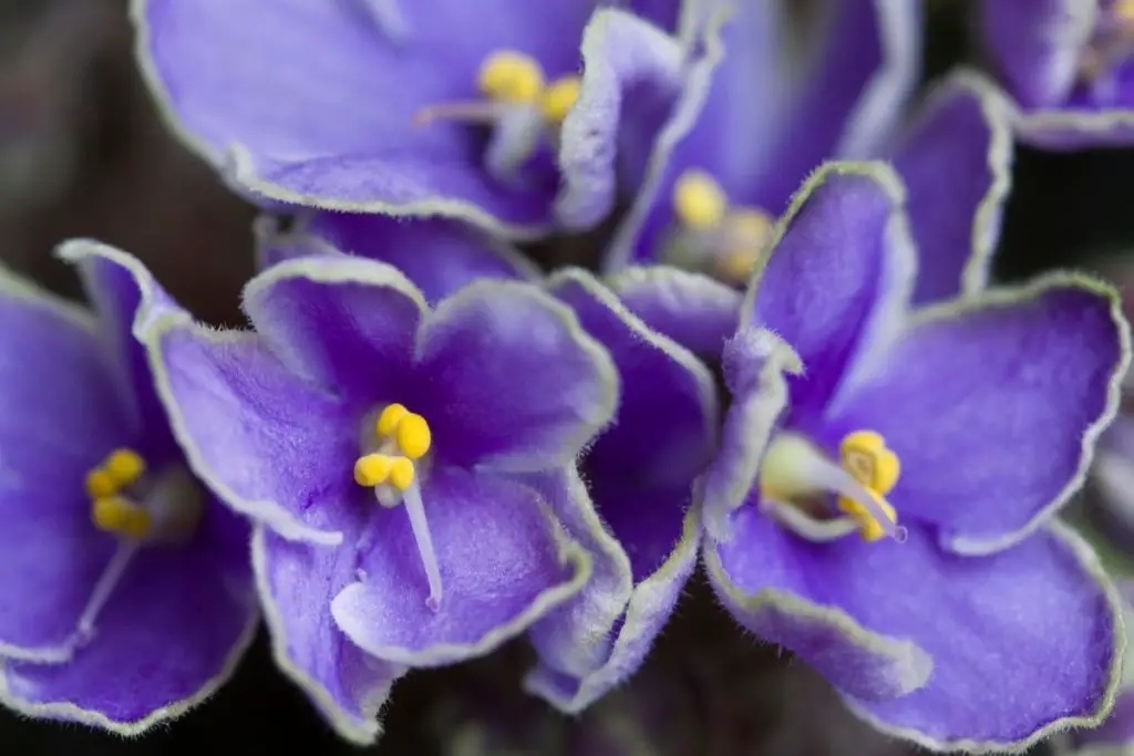 Aroma Of Summer African Violet  