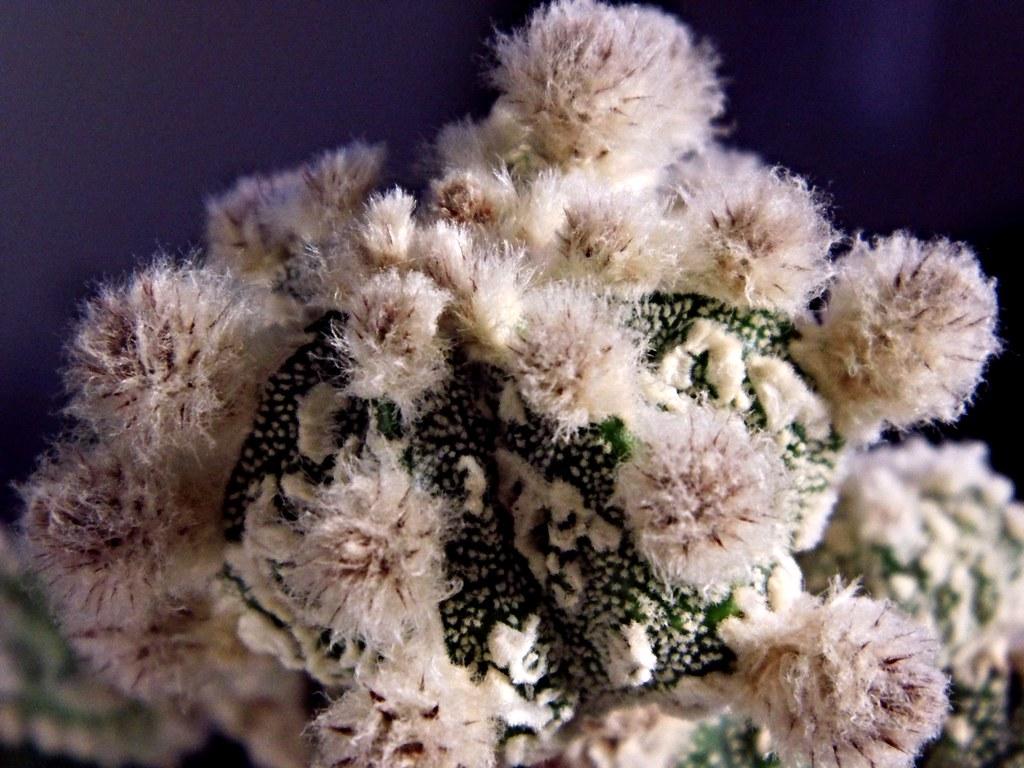 Astrophytum myriostigma cv. Hakuyjo