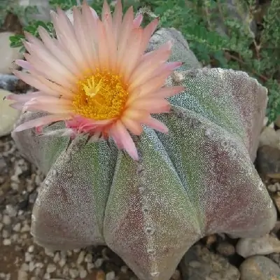 Astrophytum myriostigma cv. multicostatum pink cactus