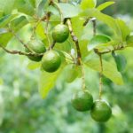 31 Different Types Of Avocado Trees (Including Photos)
