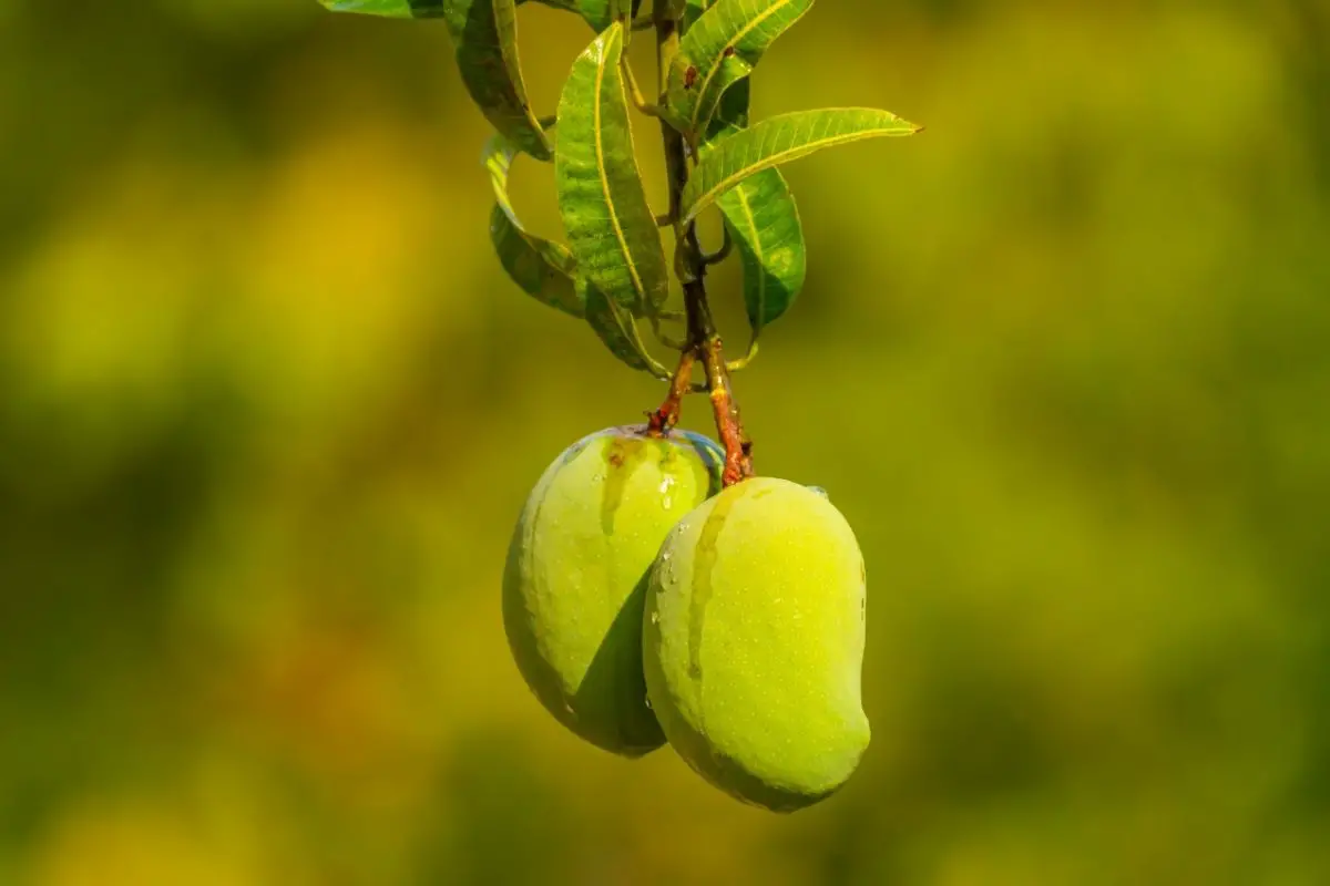 Badami Mango Tree 