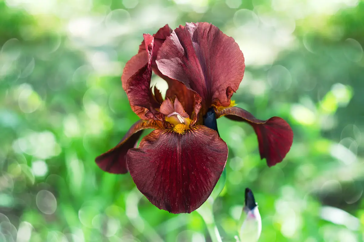 Bearded Iris (Iris Germanica)