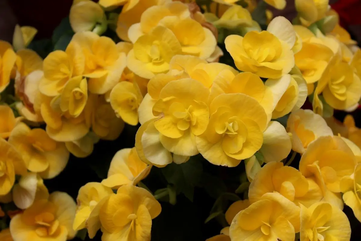Begonia Yellow Plants