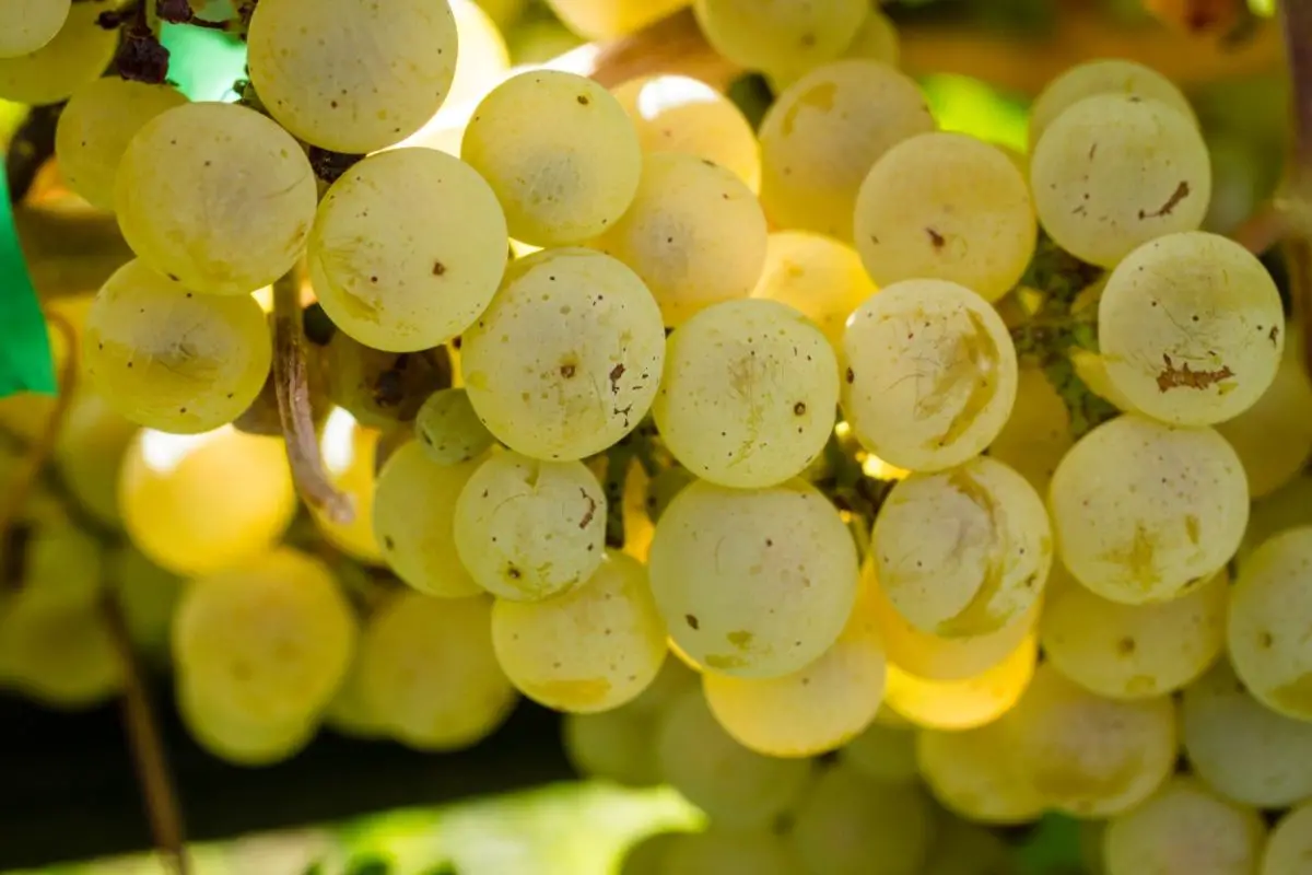 Belle De Fontenay grapes