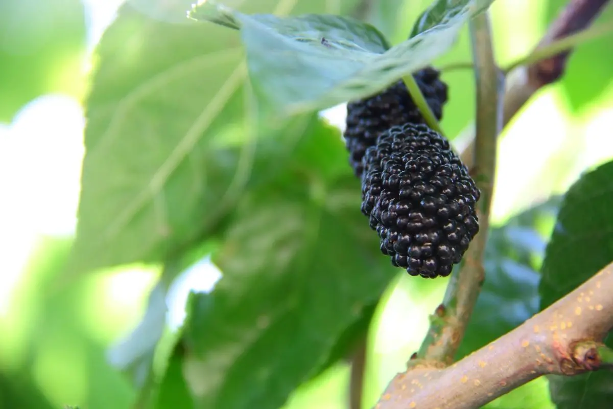Black Mulberry