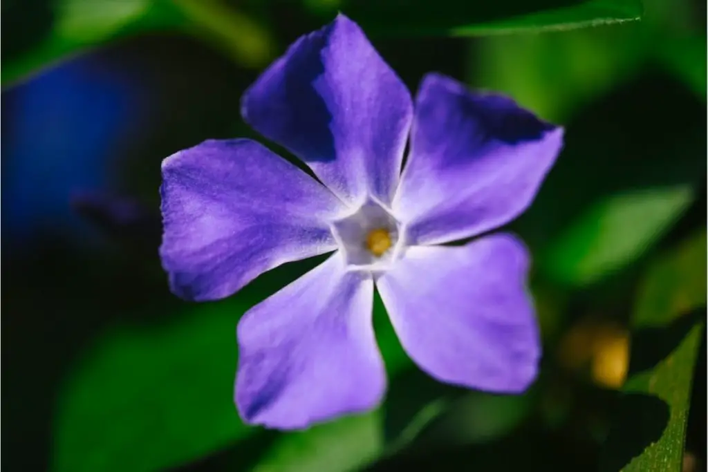 Blue Pearl Periwinkle plants