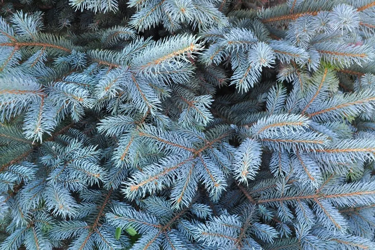 Blue Spruce Snow Plants