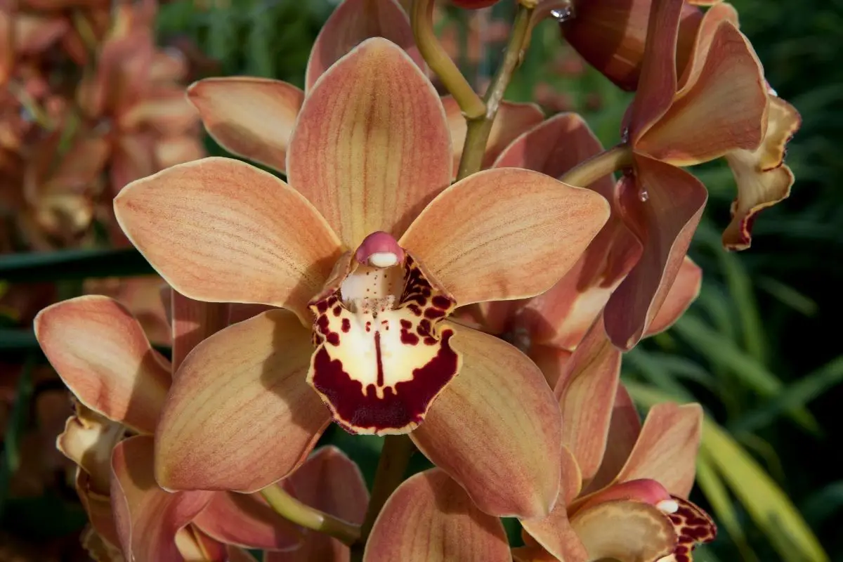 Boat Orchid (Cymbidiums ‘Charlie Brown’)