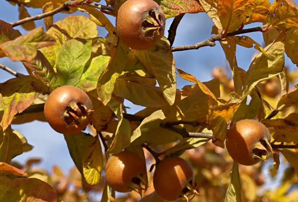 Brown Fruits
