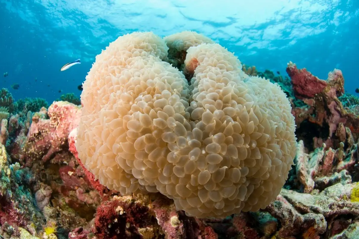 Bubble Coral (Plerogyra Sinuosa) 
