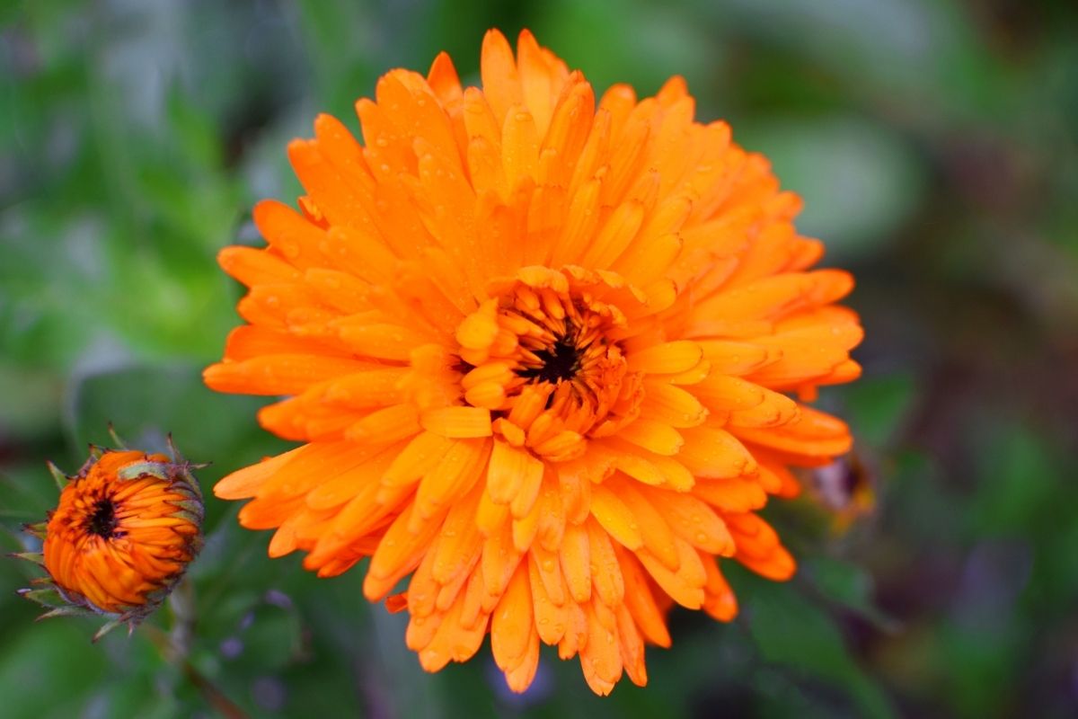 Calendula Officinalis Bon Bon Orange Marigold