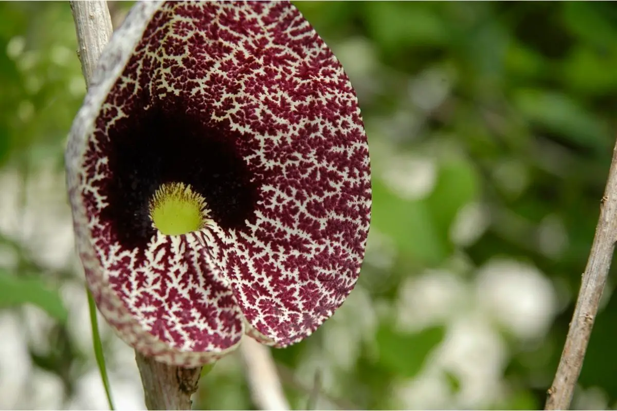 Calico Flower (Aristlochia Littoralis)