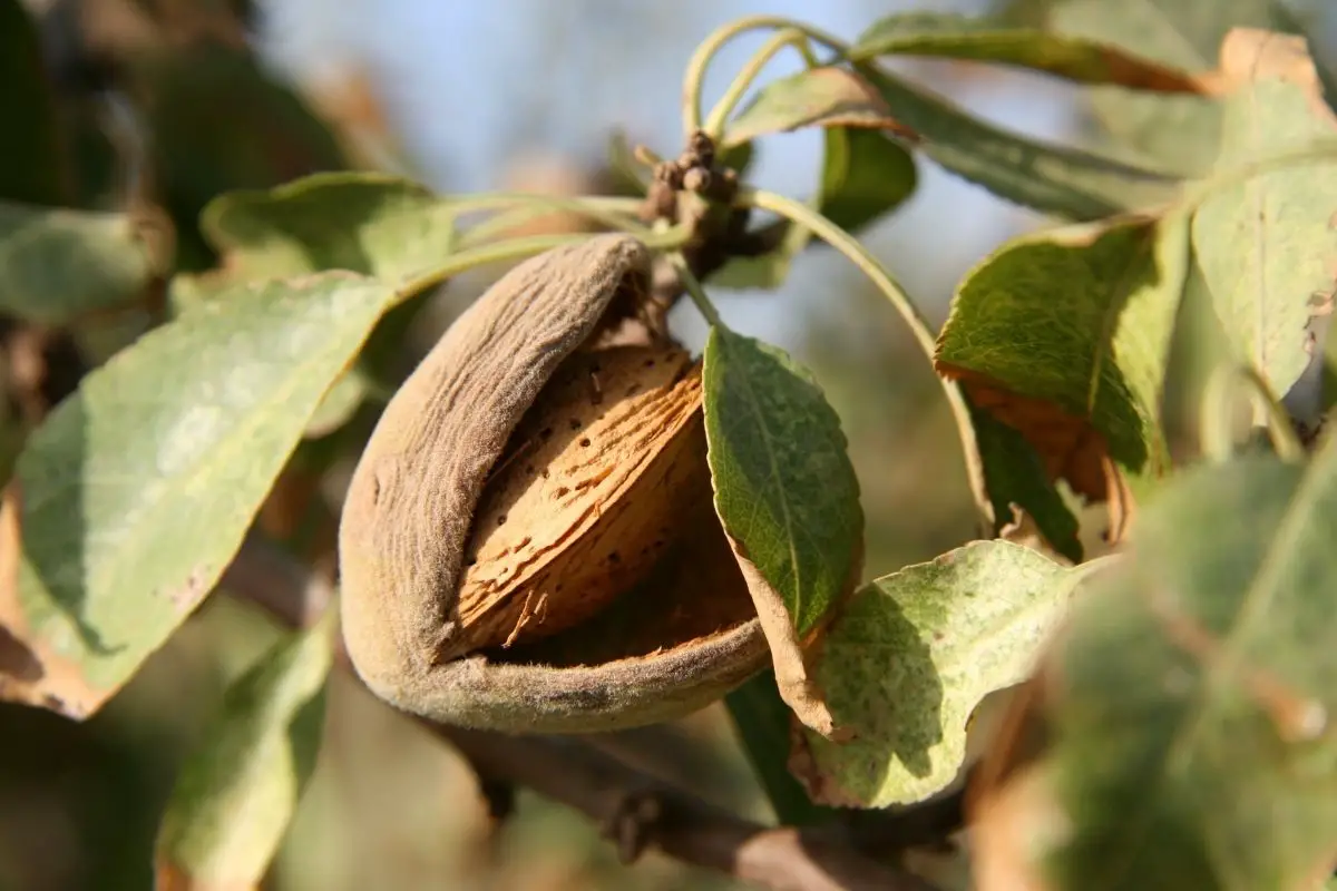 California Paper Shell Almond Tree 