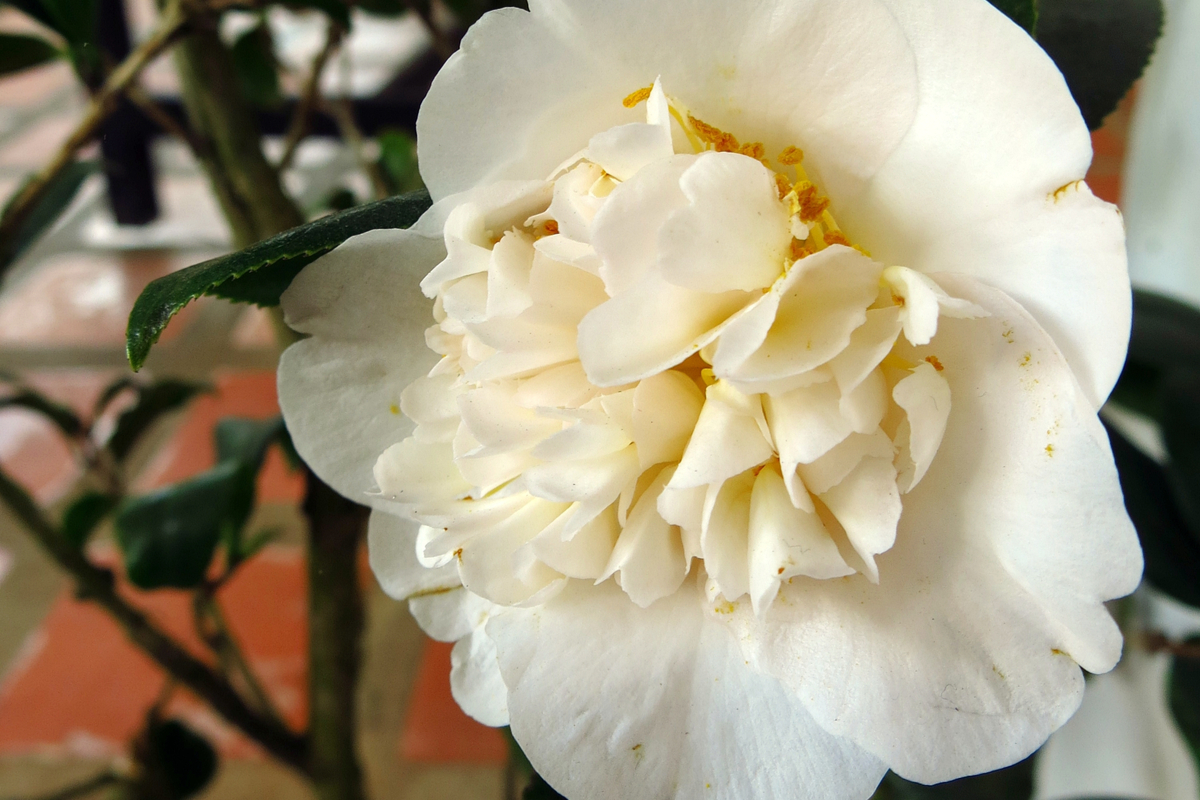 Camellia Ivory Plant