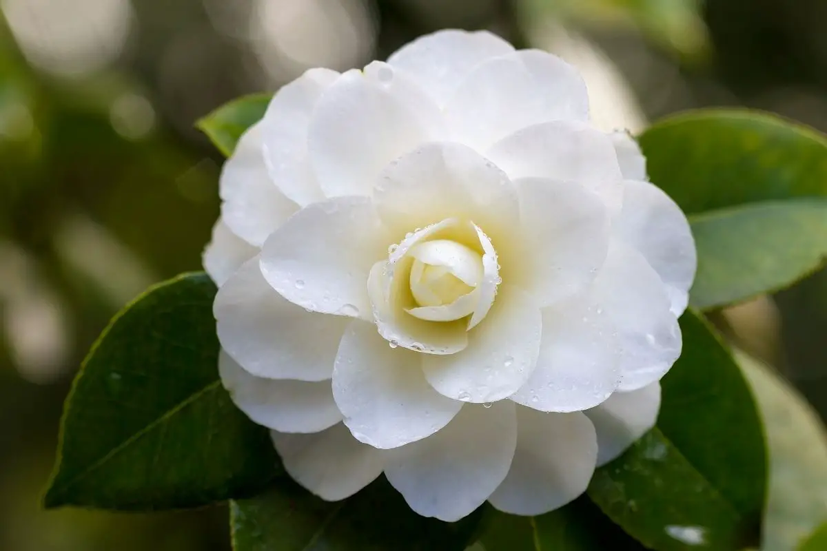 Camellia Snow Plants