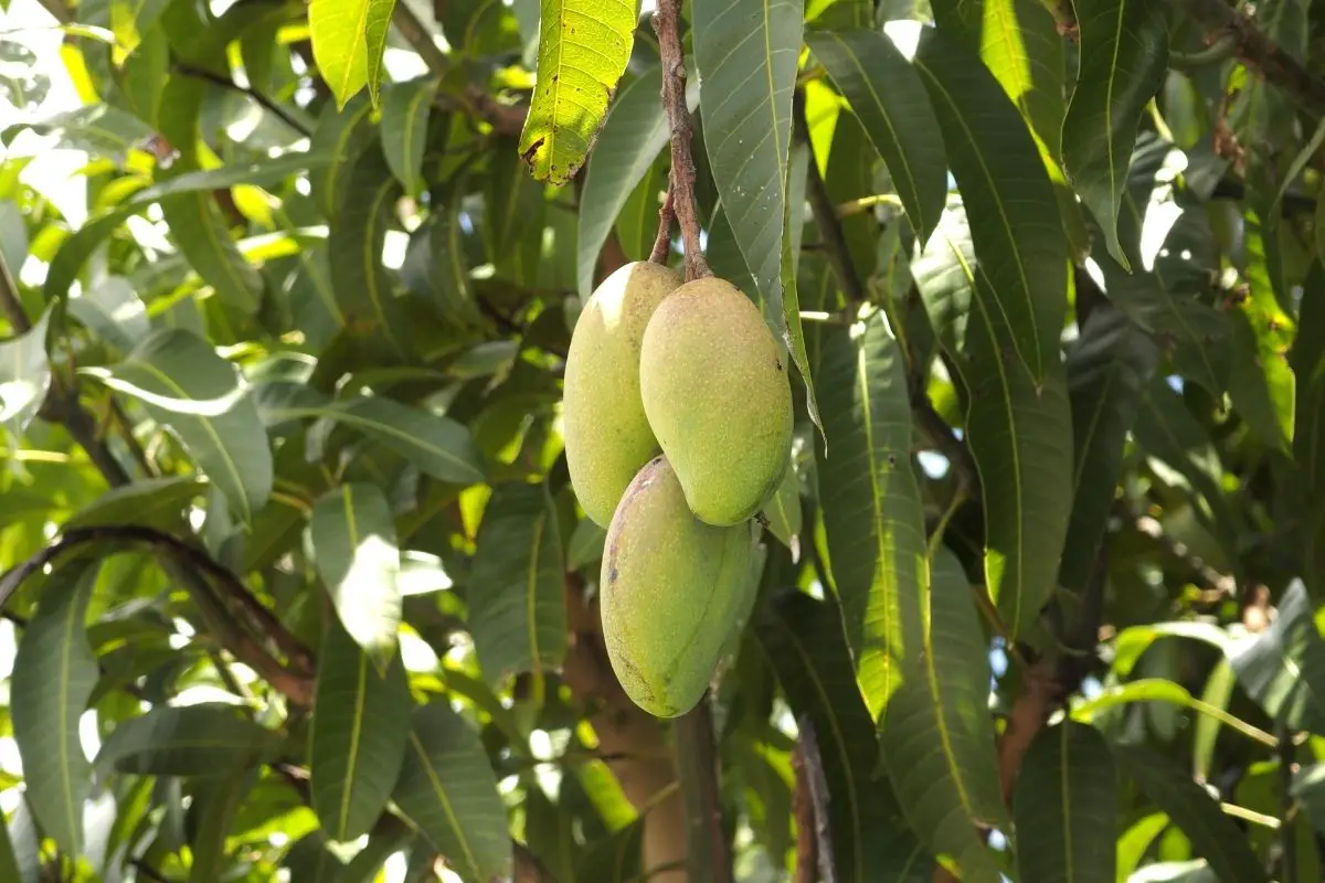 Carabao Mango Tree