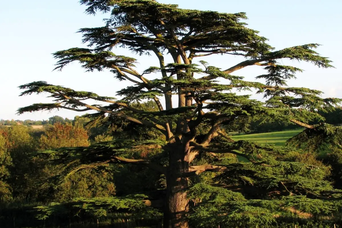 Cedar Tree (Cedrus Genus) 