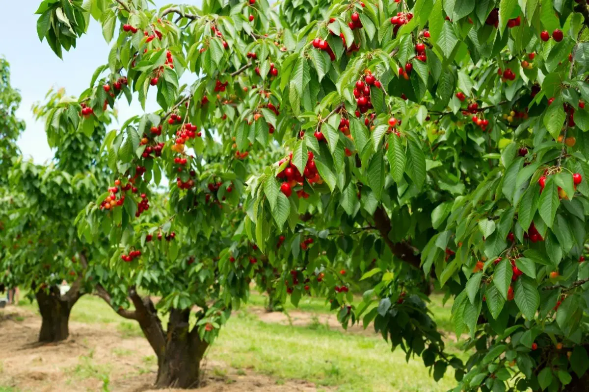 Cherry Tree (Prunus Genus)