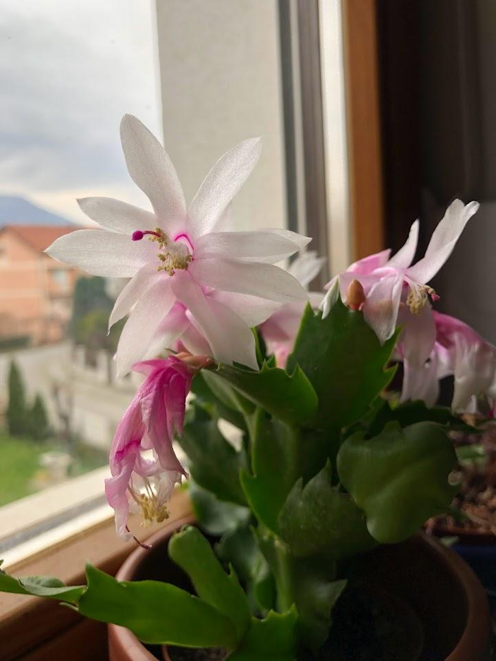 What are succulents? Christmas cactus