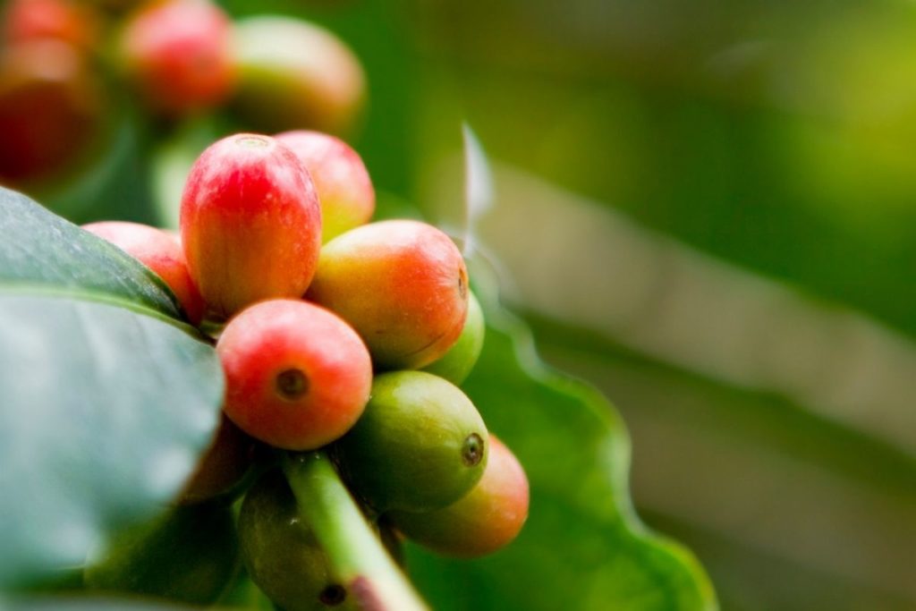 Coffea Canephora Coffee Plants